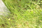 SBM_000990
