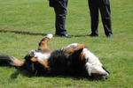 A Good Scratch