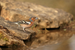 Chaffinch (male) at drinking pool, Claret, Spain