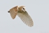 Barn Owl (Tyto alba)