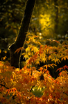 Sunlight Through Leaves
