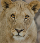 A lioness (panthera leo) near Etosha National Park, Namibia