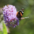 6th July Red Admiral