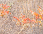 OCTOBER MEADOW, DETAIL - NORFOLK COUNTY