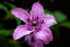 Purple Clematis after the rain - DSC_4918