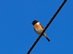 Stonechat