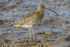 Curlew