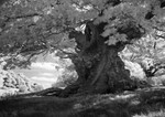 White Leaved Oak 4