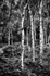 Lumsdale Silver Birch