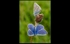 04 JohnKaperys_ Common Blue Butterflies