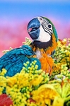 Blue & Gold Macaw - S.A.