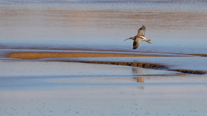 Eurasian Curlew - Dee Estuary - North Wales