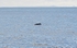 Minke Whale
