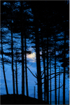Through the Trees