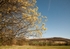 Willow tree and Roman Bank