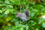 grey Squirrel Sciurus carolinensis-5844