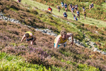 Loweswater Show-251