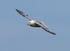 Fulmar