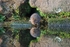 Water Vole