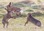 BOXING HARES 1