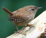 Wren portfolio