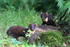 Pine Marten