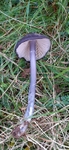 Entoloma sp
