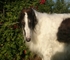 CH CHARMING CHALLENGER IMPULS I SPLENDOR
