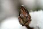 Snow - 23