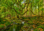 Tollymore Forest Park