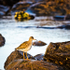 Common redshank