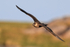 Arctic Skua in flight, Flatanger, Norway
