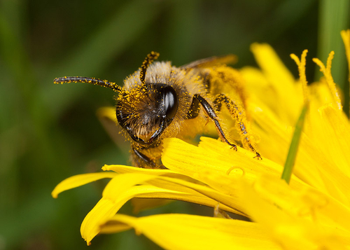 [i]Andrena flavipes[/i] male in a dandelion flower.