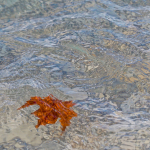 CARRIED AWAY #5 - OCTOBER, 2018