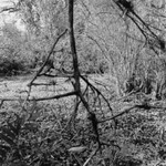 Corkscrew Swamp Sanctuary 2005