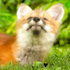 #3--Red Fox Kit