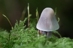Inkcap
