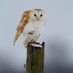 Barn Owl perched on a post