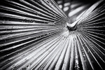 Palm Study 02