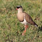 Crowned Lapwing standing in short grass