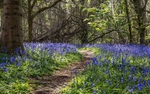 No 0108 Bluebells