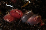 Ascidiella scabra