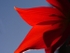 Tulip Shadows