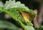 Large Skipper