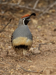 Gambel's Quail (male) front view, Bosque del Apache, New Mexico