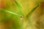 Dew Drop