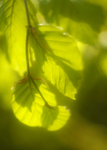beech, Coed Bryn Meurig