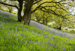 Paulith Wood Bluebells