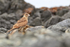 Chimango Caracara on the coast, Chile