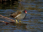 Moorhen